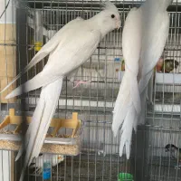 عروسگرینچیککوتولهقناریمرغعشقفنچقفسدانه و|پرنده|اراک, |دیوار