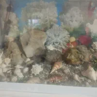 آکواریوم|ماهی|زاهدان, |دیوار