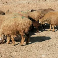 فروش 36گله میش داشتی ابستن و بره دار بختیاری|حیوانات مزرعه|کازرون, |دیوار