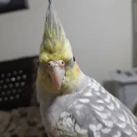 عروس هلندی|پرنده|تهران, خاک سفید|دیوار