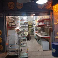 فروش انواع پرنده|پرنده|کرمان, |دیوار