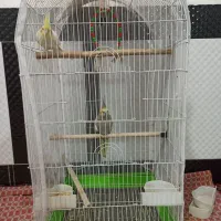 دو عدد عروس هلندی دستی|پرنده|دره شهر, |دیوار