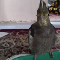 گمشده|حیوانات|مشهد, گاز|دیوار