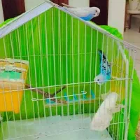 پرنده خانگی|پرنده|پارسیان, |دیوار