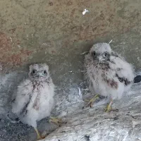 فروش پرنده