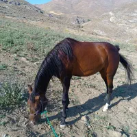 اسب مادیان کرد سه به چهار