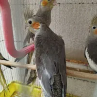 عروس هلندی|پرنده|رشت, پاره بیجار|دیوار