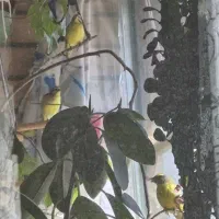 سهره یاسمین و فنچ لپ نارنجی  نرو ماده یاسمین هست|پرنده|اصفهان, شیخ اشراق|دیوار