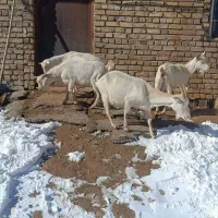 سلام فروش بز سانن