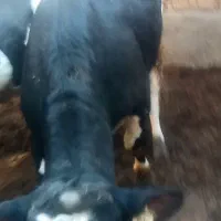 گوساله نر چاق