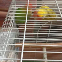 طوطی برزیلی نروماده