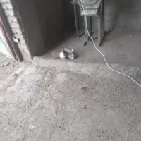 خرگوش|موش و خرگوش|فریمان, |دیوار