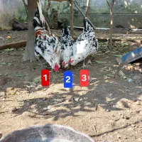 مرغ و خروس محلی