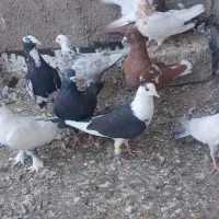 کبوترنر|پرنده|اقبالیه, |دیوار