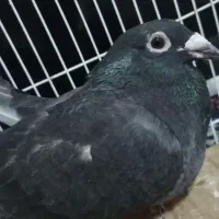 کبوتر زاغ