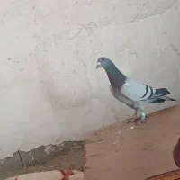 پلاکی|پرنده|دهدشت, |دیوار