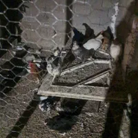 فروش مرغ تخم گذار