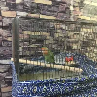 برزیلی با لوازم|پرنده|پرند, فاز ۳|دیوار