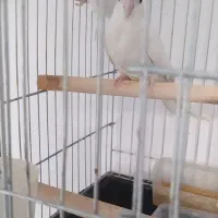 عروس هلندی مولد آلبینو چشم شرابی اصیل|پرنده|اقلید, |دیوار