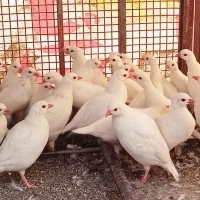 بلدرچین سفید