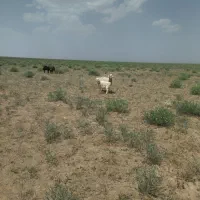 میش داشتی