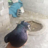 کبوتر زاغ ماده