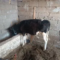 گوساله نر خارجی و بز