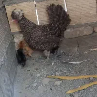 جوجه مرغ محلی مینیاتوری
