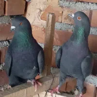 بیست تا کبوتر