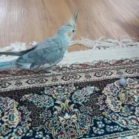 عروس هلندی دستی