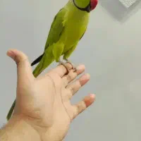 طوطی ملنگو رام سخنگو|پرنده|زرند, |دیوار