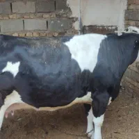 گاو