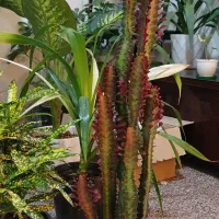 گل و گیاه تک و عمده|گل و گیاه طبیعی|امیدیه, |دیوار