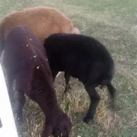 3راس‌گوسفند‌جوان‌‌حدودن‌هرکدوم‌35کیلوبه‌بالا‌