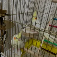 عروس هلندی جوجه