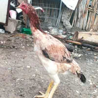 مرغ اوشامو|حیوانات مزرعه|دلند, |دیوار