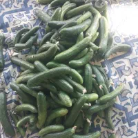 خیار و لوبیا سبز