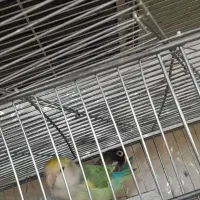 انواع پرندگان ولوازم پرنده وقفس دستباف|پرنده|ملایر, |دیوار