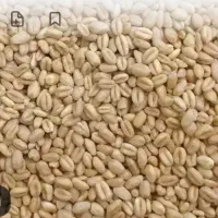 فروش حدود ۲۰۰ کیلو گندم افتاب