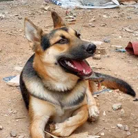 اهواز|سگ|حمیدیه, |دیوار