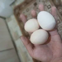 تخم مرغ محلی ( بومی  )