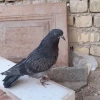 کفتر|پرنده|خمینی‌شهر, |دیوار