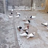 کفتر زات دار مفت