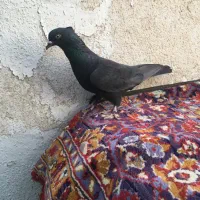 کفتر زاغ کاکلی ماده