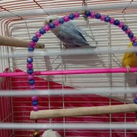 کوتوله برزیلی|پرنده|فولادشهر, زاینده رود|دیوار