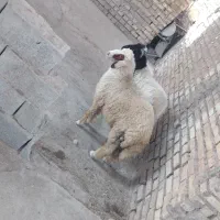 گوسفند بره