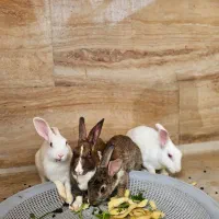 خرگوش درشت بزرگ ۳تا ماده ۱عدد نر