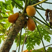 فروش نهال های استوایی