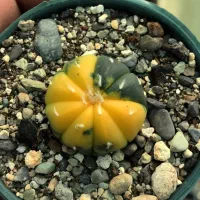 کاکتوس فروش فوری به دلیل مشکلات|گل و گیاه طبیعی|شریفآباد, |دیوار