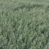 بذر یونجه امریکای مائوپا